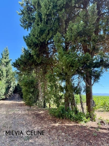 Property for sale 32 rooms near CARCASSONNE (11) 2 dwellings 522m2 + park 2.82 hectares + outbuildings