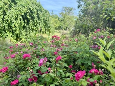 Magnificent property in Limoux with 205.07m2 of living space on 2.05 hectares of land
