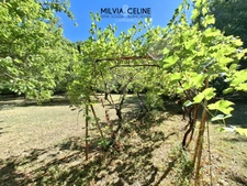 Property for sale 32 rooms near CARCASSONNE (11) 2 dwellings 522m2 + park 2.82 hectares + outbuildings