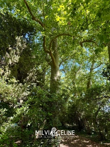 Propriete à vendre 32 pièces proche de CARCASSONNE (11) 2 habitations 522m2+ parc 2,82 hectares + dépendances