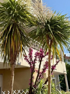 Appartement à vendre 2 pièces CARCASSONNE (11) 49m2 avec balcon place parking résidence piscine 