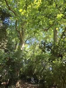 Propriete à vendre 32 pièces proche de CARCASSONNE (11) 2 habitations 522m2+ parc 2,82 hectares + dépendances