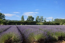 Dpt Vaucluse (84), à vendre GORDES propriété de 465 m2 en pierre avec 11 chambres sur près de 5 ha