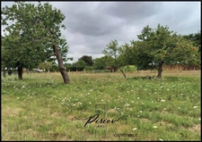 Proche du coeur de ville Baugé - 1300 m² de terrain partiellement arboré