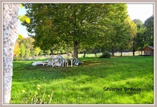 ? For sale – Stone country house – 100 m² – Garden 1,700 m² – Near Noirétable (42)