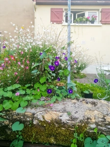 Charolles, pour investisseur, maison mitoyenne de ville, vendue avec loctaire en place