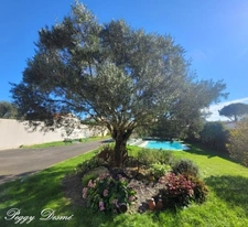 House for sale in L'HOUMEAU (17), 6 rooms - 173 m² - 1100 m² plot - 4 bedrooms, 1 office - Heated swimming pool - Double garage