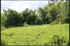 À Vendre – Grand terrain à bâtir de 6 130 m² à Ajoupa-Bouillon (Martinique)