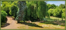 Dpt Aube (10), à vendre Davrey, Moulin  P 13 