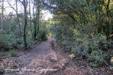 Terrain naturel 55050m²  TOURVES (83)