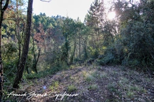 Terrain naturel 55050m²  TOURVES (83)