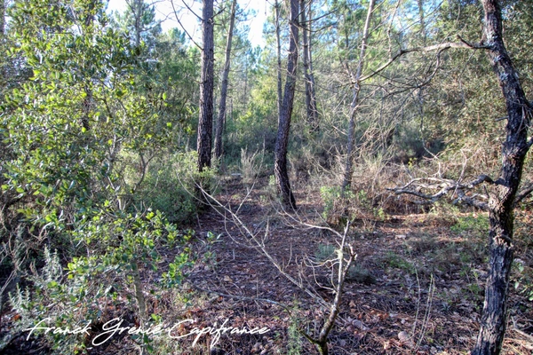 Terrain naturel 55050m²  TOURVES (83)